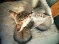 /album/kotki1/cats9-1-jpg/
